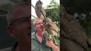 Spotted Eagle Owls nest on the ground, the chicks get brought in! Please leave them. #owls #reels