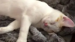 Sleepy Cat