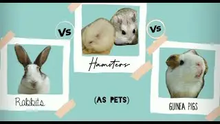 Rabbits Vs Hamsters Vs Guinea Pigs [as pets] // Ft. Selin Gulcen