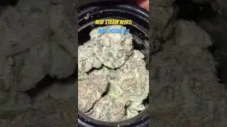 New Strain Alert!! 🚨 #shorts #shortshorts #shortvideo