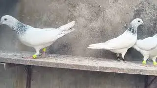 PURE DEOBANDI WHITE EYES/MAKYE EYES HIGH FLYER BREEDING PAIR FOR SALE 12/12/2025