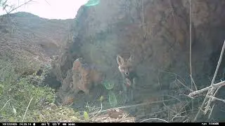 Red Fox in Dhofar 