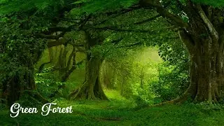Best Soothing Instrumental Music Albums to Help You Relax ☯ Green Forest