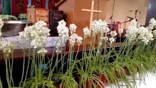 Easter decoration ll St Teresa church ll Kalimpong