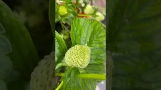 Grow These #growfruits #growfruit #strawberries #strawberry #toptips #gardeningtips #growfood #asmr