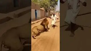 A lion has entered a village in Rajasthan😱#lion #trollface #shorts