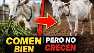 C&oacute;mo Alimentar Cabras Correctamente para Mejor Producci&oacute;n