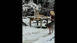 Girl Runs Through Snow to Take a Photo with a Tiger! ❄️🐅📸#Tiger #ZooAdventure #SnowDay