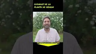 Cuidados de la planta de Cedr&oacute;n