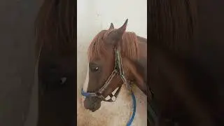 PanzerMAN tedavi 🐎💯#kesfet #horse #yavruhayvanlar #reelsvideo #animals #tjktv