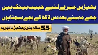 Goat Farming Vs Sheep Farming by Hassam Farmology 🐐🐏
