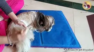 Ishika's daily grooming routine and the products I use on her.