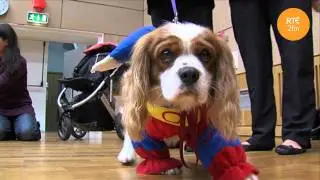Dogs Dress Up for Barnardos and RT&Eacute; 2fm.