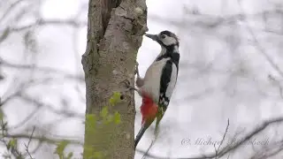 Great Spotted Woodpecker (Dendrocopos major) dumming on a Tree