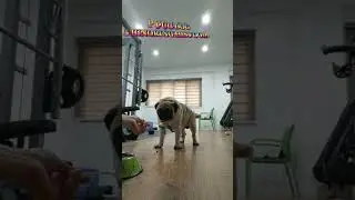 PUG DOG IGNORING HIS FOOD AT ONCE 🤔#shorts #almavlogs