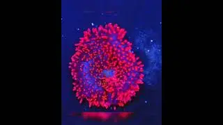 ASD Baby Carpet Haddoni Anemone Feeding Timelapse