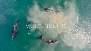 Whales on Muizenberg - Cape Town