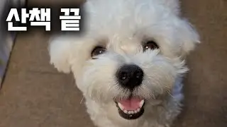 헬스보다 힘든 강아지 산책?! 초보 개아빠의 갓생 살기 대작전 feat. 체력 방