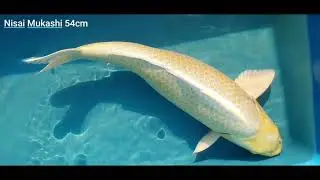 Nisai Yamabuki Miyatora 54cm