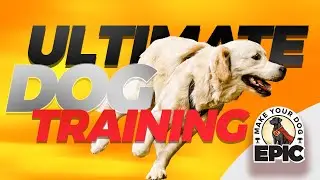 Dog Training Franchise | What Steps Do I Need To Take To Open A Make Your Dog Epic Franchise?