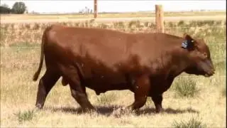 Semex Beef - Redeem