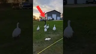 Парень разыгрывает своих домашних гусей!😂😱