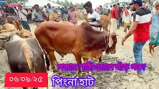 পিংনা গরুর হাট ২০২৫ 