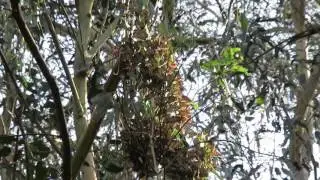 Monarch Butterfly Natural Preserve - Natural Bridges State Park - Santa Cruz, California