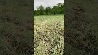 Roller crimper vs glyphosate experiment for foodplot