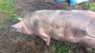 Пьетрен макстер. Мясо пьетрена