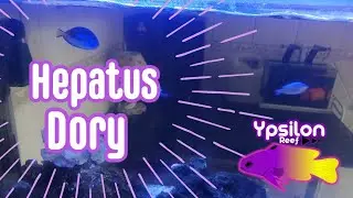 Hepatus A Dory Do Procurando Nemo no Meu Aquario Marinho