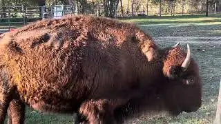 Strange looking dogs in my yard!!!#bison #texas #wildlife #dangerous