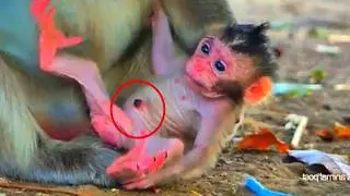 Meet the Cutest Newborn Baby Monkey Ever 🍼🐒