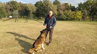 Akita behívás tanítása kutyakiképzés
