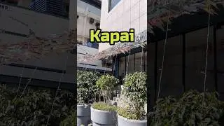 Exploring Kapai cafe #shorts #kapai #food #foodie #explore #fyp #viralvideo #cafe #kanpur #minivlog