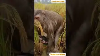 Amazing monkey 🐒 shorts video 😱#animals #monkey #shortvideo #viral