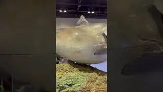 How big is this catfish? ICAST2023