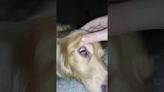 Dog eyes in rem sleep