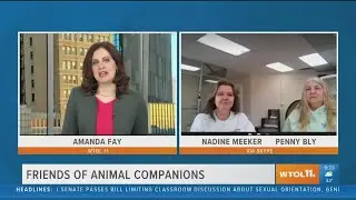 Looking for a pet? Try Friends of Companion Animals | Your Day