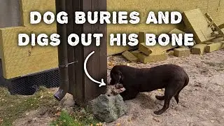 Dog Buries And Digs Out His Bone [Chocolate Lab]