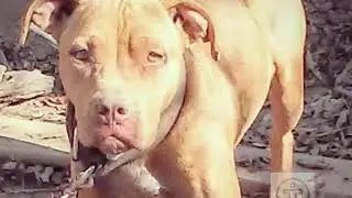 RedJack Kennels Going Back to the ancestors