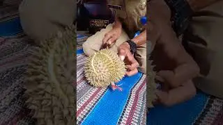 Review Durian Lokal Sumber Anom #59 #durian #durianlokal #anakcaping