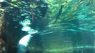 Sea Lion Tunnel 6