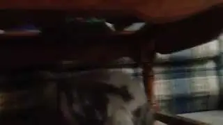 Kittens react to Bunny after bath