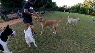Dog Park TV with the evenings cooling down, more new puppers are showing up.
