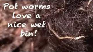 Dealing with excess moisture and pot worms