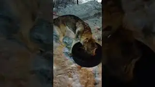 Война с шиной!  #влчак #собака #ллойд #wolf #зима #животные  #snow #шина #животные #шортс #shorts