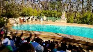 spectacle d'otarie, african safari à plaisance du touch
