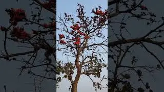 Palash flower season #shorts #villagelife