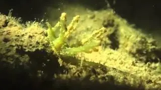 Lobiger viridis @ Pulau Semakau - 31st March 2013